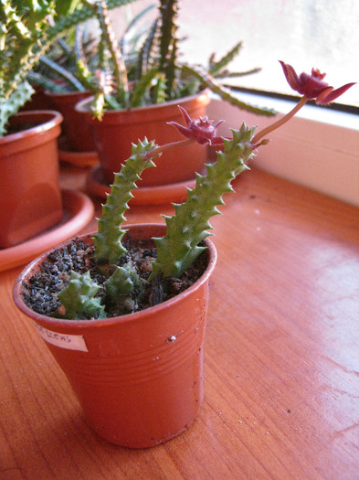 D. pubescens (8)