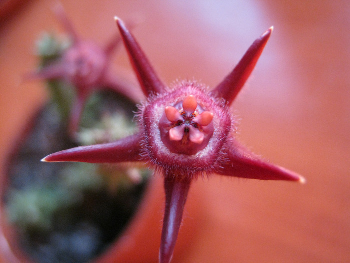 D. pubescens (3)