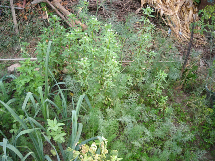 A doua recolta de marar si schinduf,sept.2011 - Mirodenii
