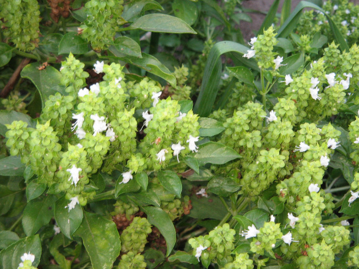 Flori busuioc,sept.2011