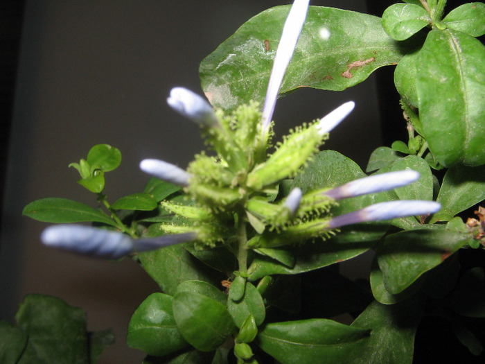 IMG_6776 - plumbago