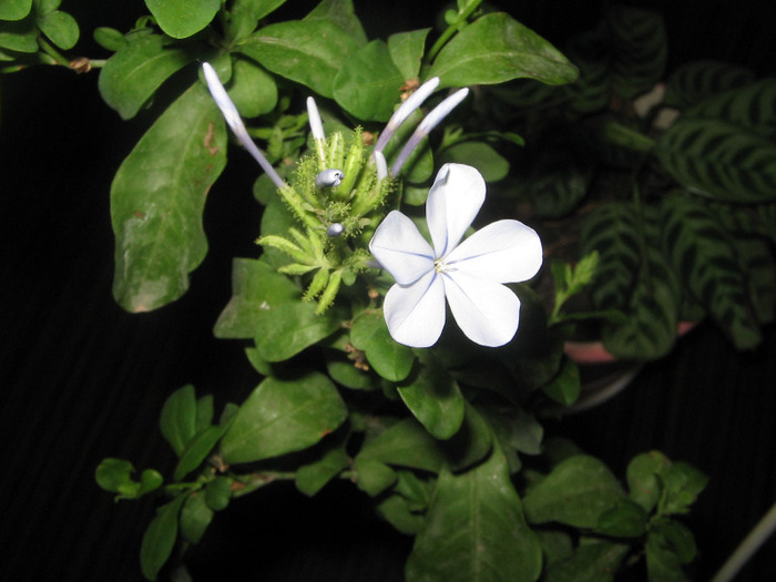 IMG_6788 - plumbago