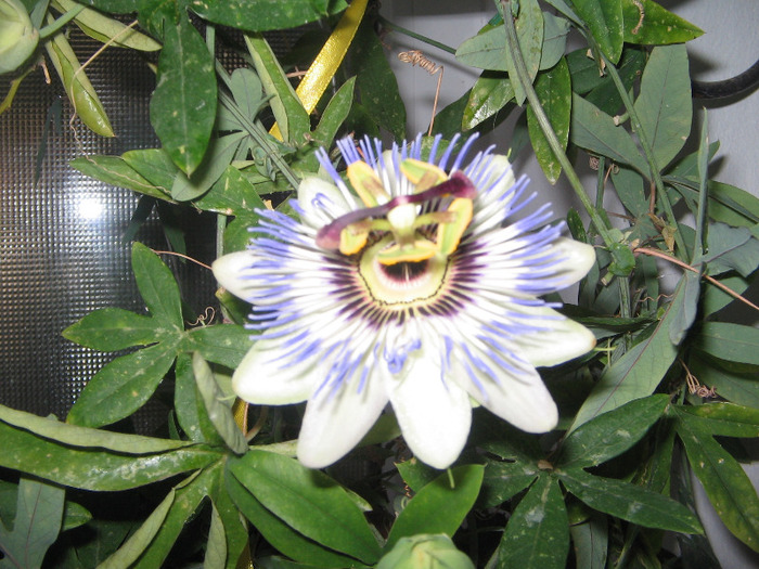 IMG_6798 - Passiflora 2011