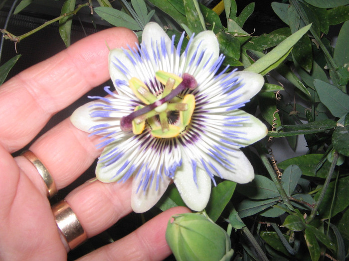 IMG_6800 - Passiflora 2011