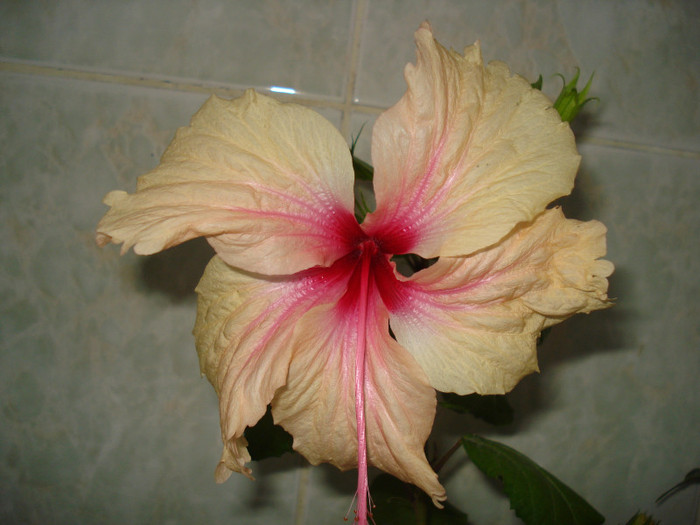 DSC00365 - HIBISCUS 2011