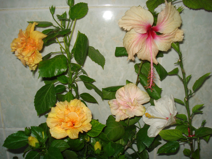 DSC00367