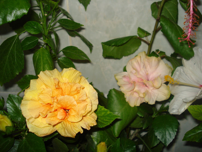 DSC00371 - HIBISCUS 2011