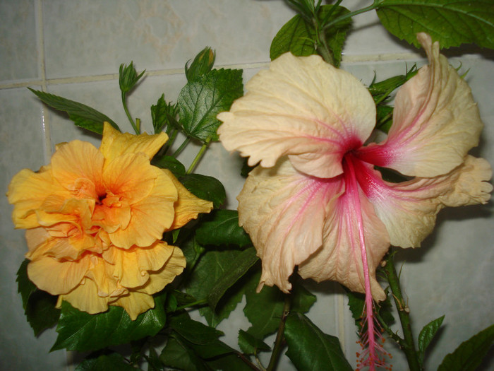 DSC00372 - HIBISCUS 2011