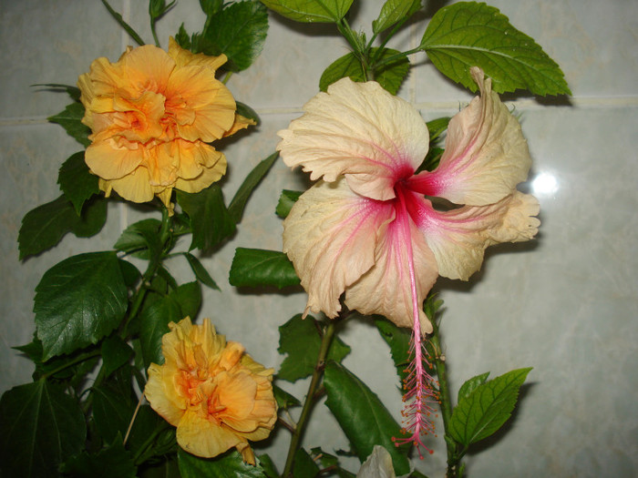 DSC00373