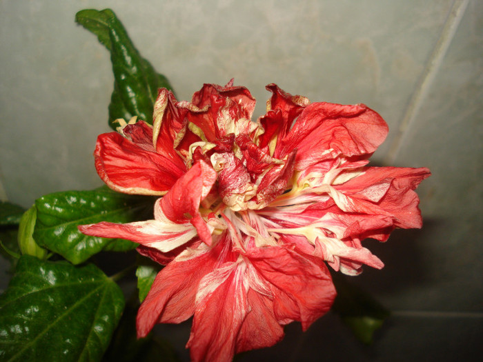 DSC00376