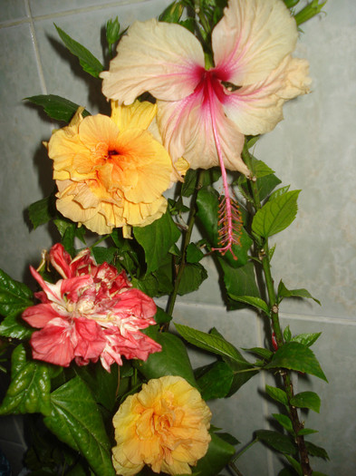 DSC00377