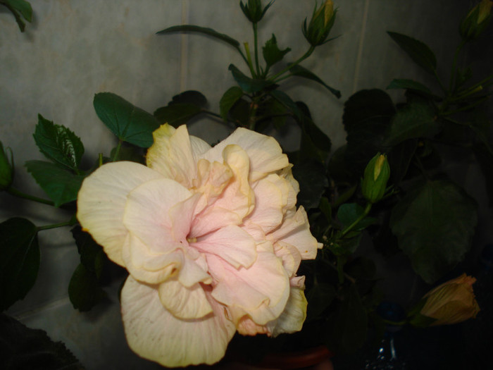 DSC00379