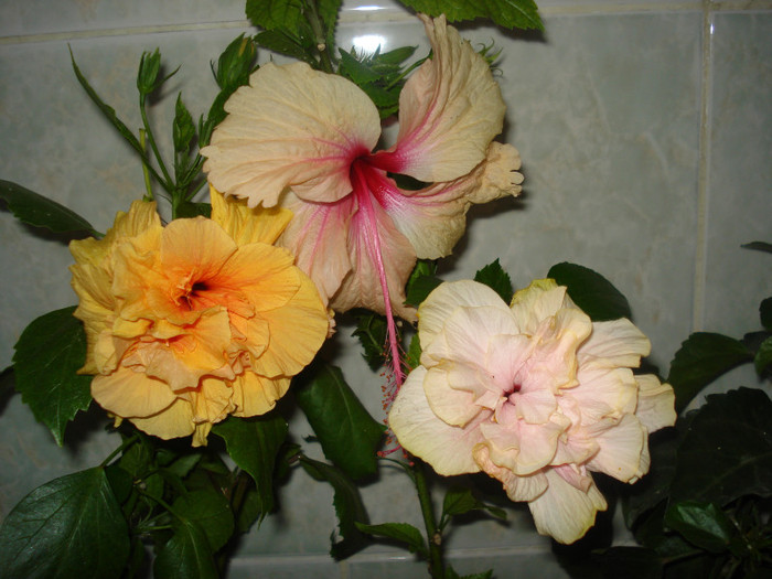 DSC00380