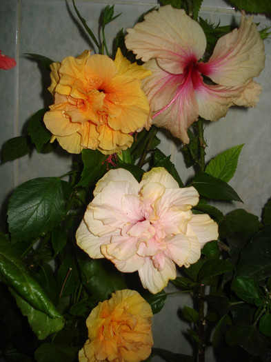 DSC00381