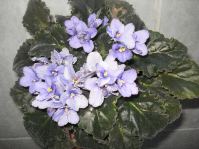 DSC00355
