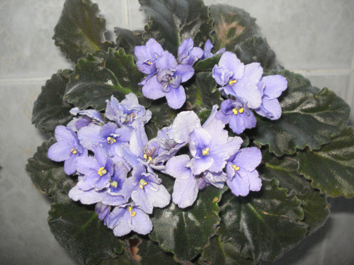 DSC00356