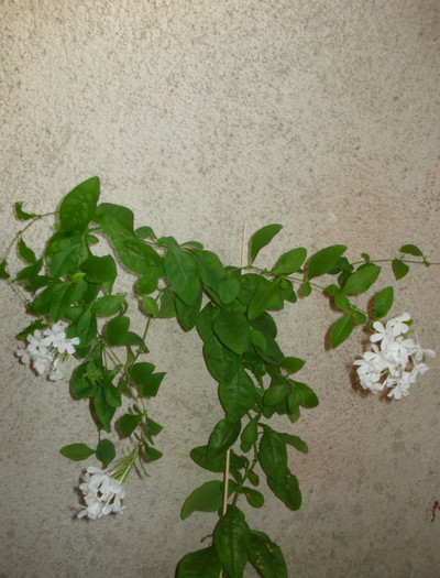 2011 - Plumbago alb