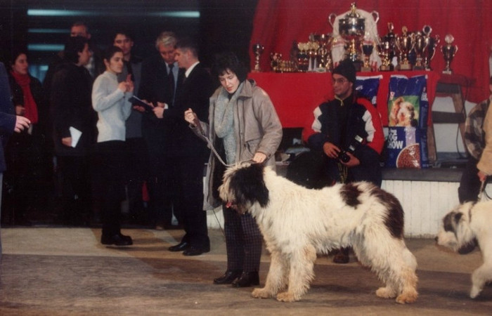 Ursa de Romania circ 1998 - femele mioritic