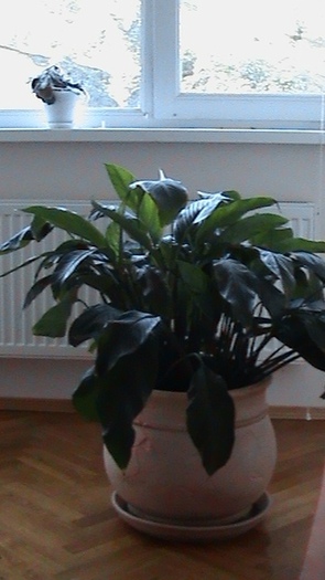 Spathiphyllum - 2011