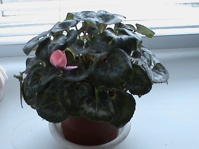 Cyclamen - 2011