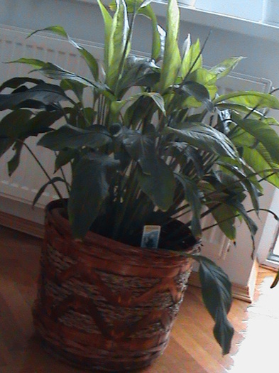 Spathiphyllum - 2011