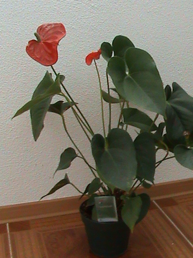 Anthurium-Sierra - 2011