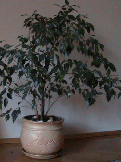 Ficus benjamina - 2011