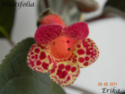 Multifolia; preluata de la Erika76
