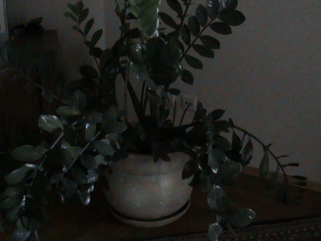 Zamioculcas - 2011