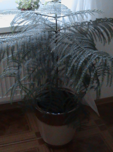 Araucaria excelsa - 2011