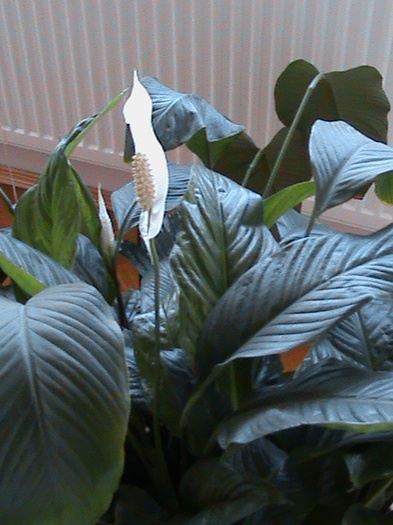 Spathiphyllum - 2011