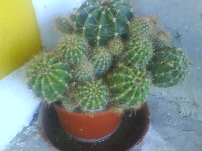 DSC03341 - cactusi de vanzare