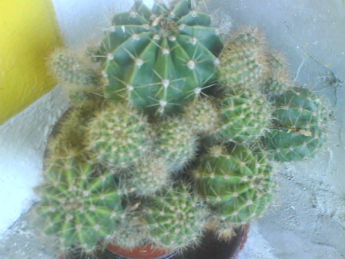 DSC03342 - cactusi de vanzare