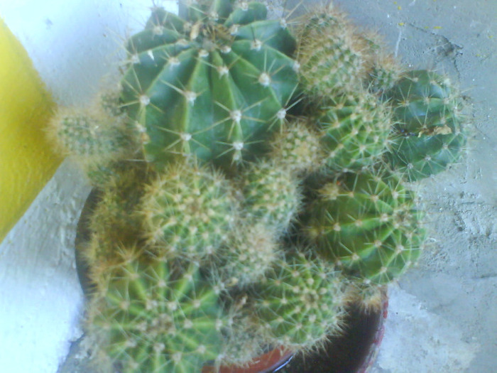 DSC03343 - cactusi de vanzare