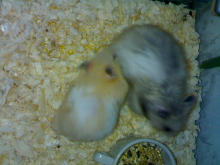 Hamsteri - Hamsteri