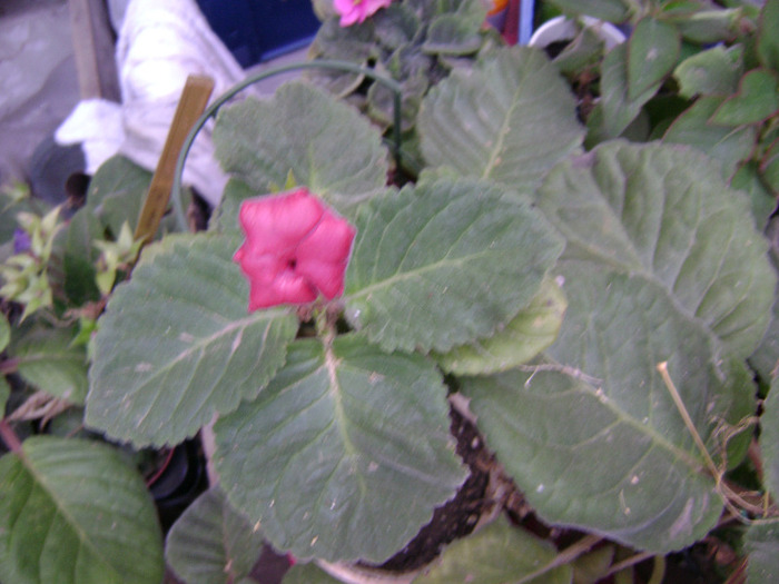 DSC08106 - Gloxinii 2011