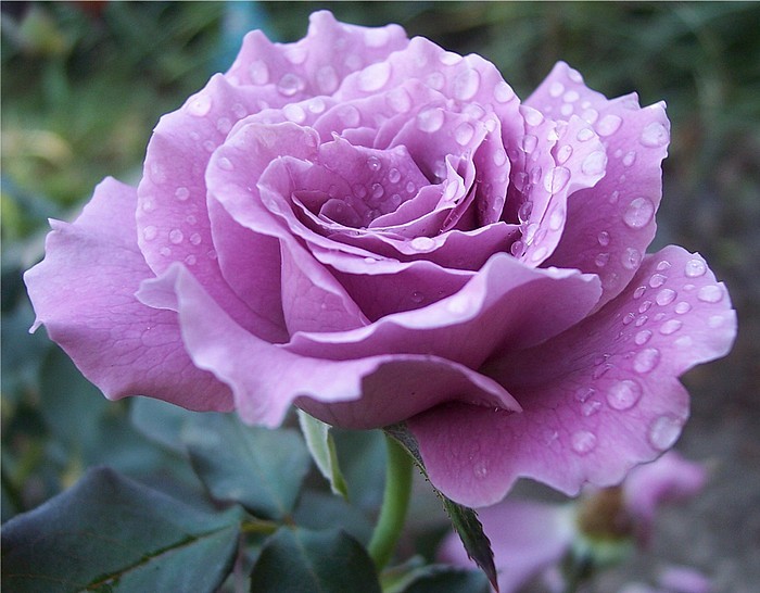 517478-40a0c92b-cb72-476e-af38-89cfc49f8b97 - Flori