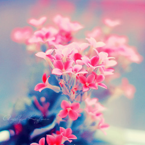 47063860_HXPOATPFS - Flori