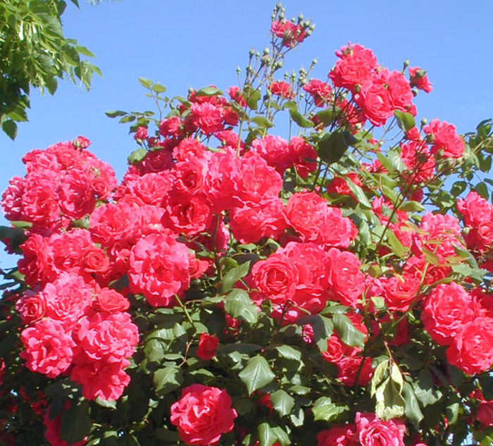 felicitari-online-trandafiri_rosii-1281