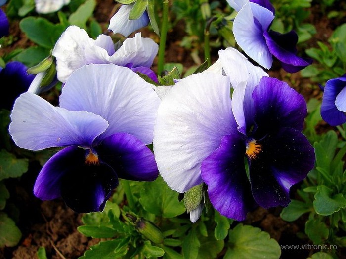 floare1 (1) - Flori