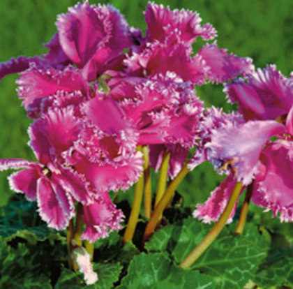 flori2-2015762992c5d47d64bce_250_247_ - Flori