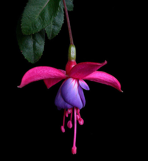 fucsia - Flori