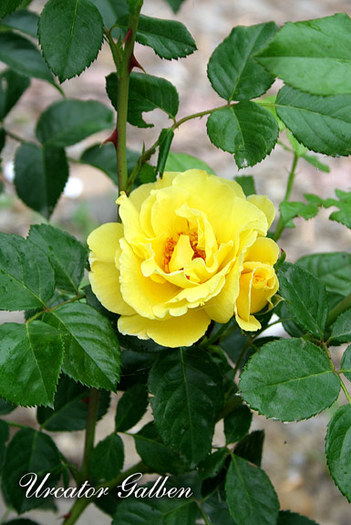 galben - Flori