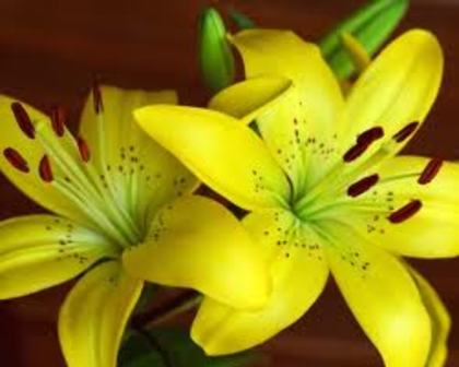 images (1) - Flori
