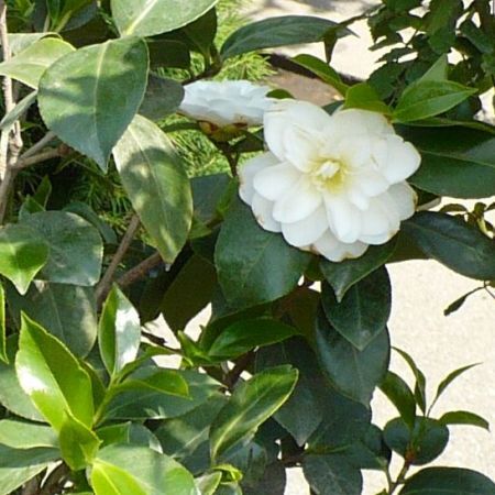 imagini flori Camelia - Flori