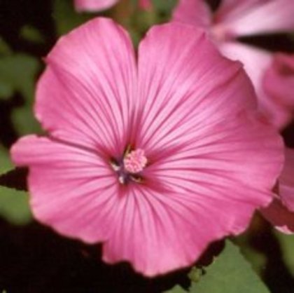 ltjbS-pregateste-florile-verii - Flori