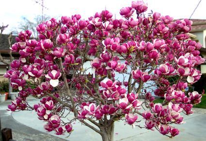 magnolie_mare