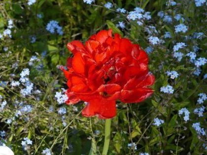 Myosotis - Flori