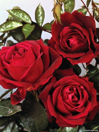Poza_Trandafiri_Rosii_big - Flori