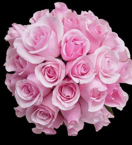 PRO_1_248_crini1 - Flori